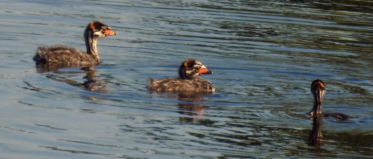 Pied-billed Grebe - ML60715081