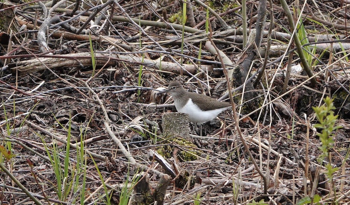 strandsnipe - ML607151521