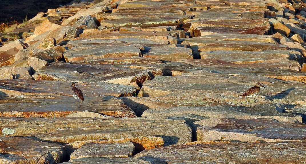 Willet - Carolyn Longworth