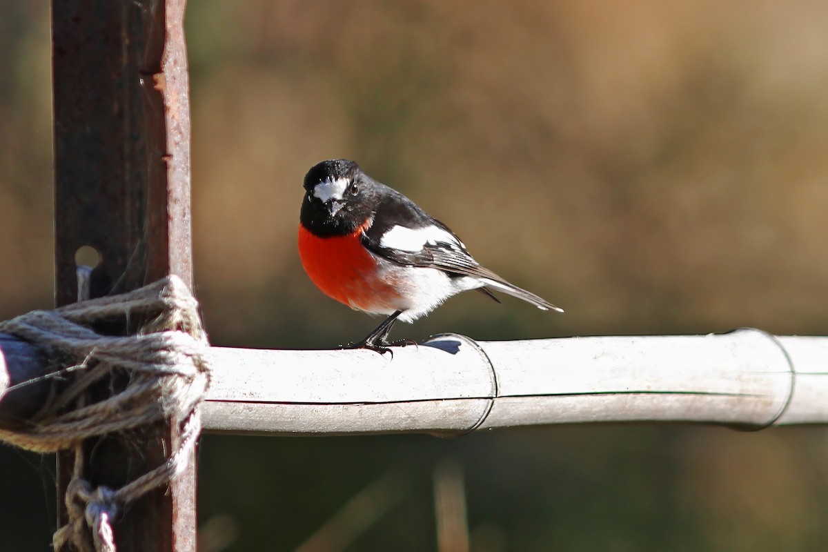 Scarlet Robin - ML607153011