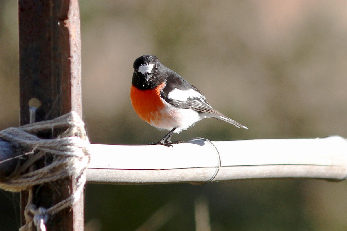 Scarlet Robin - ML607153031