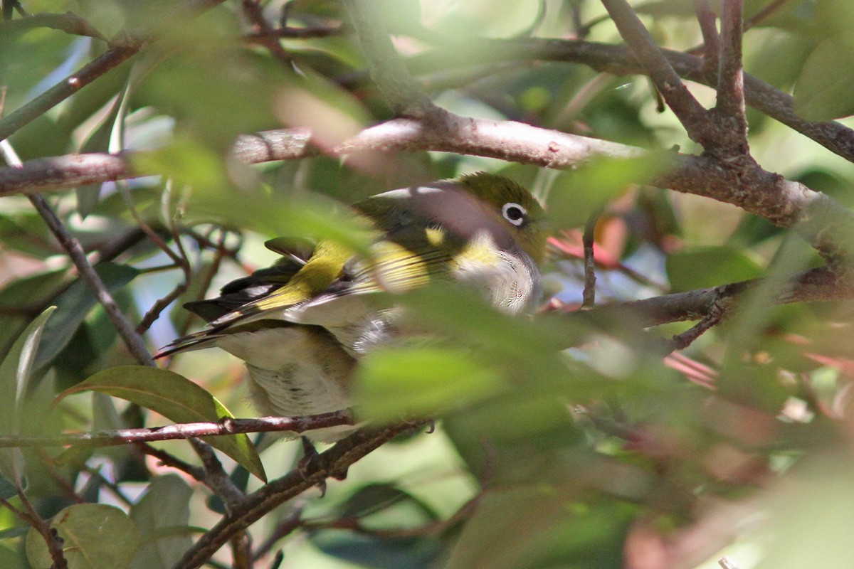 Silvereye - ML607153061