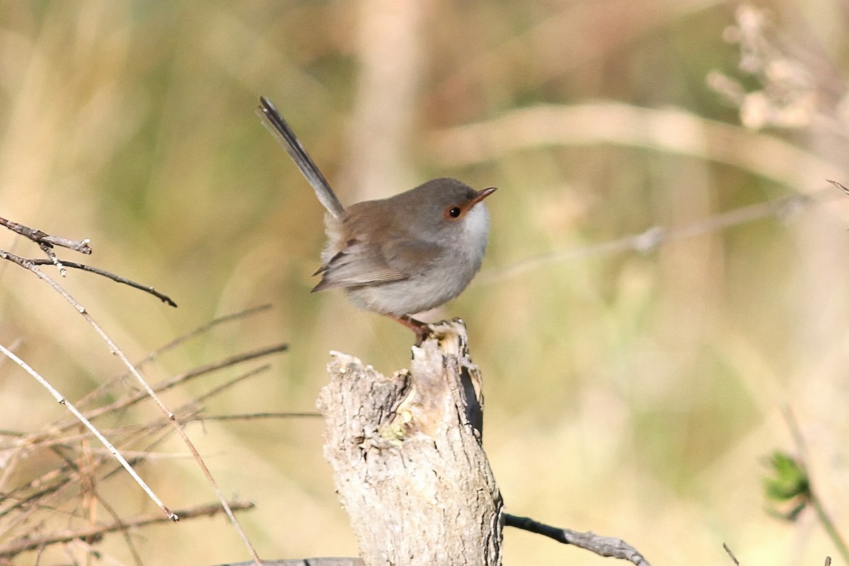 Superb Fairywren - ML607153101
