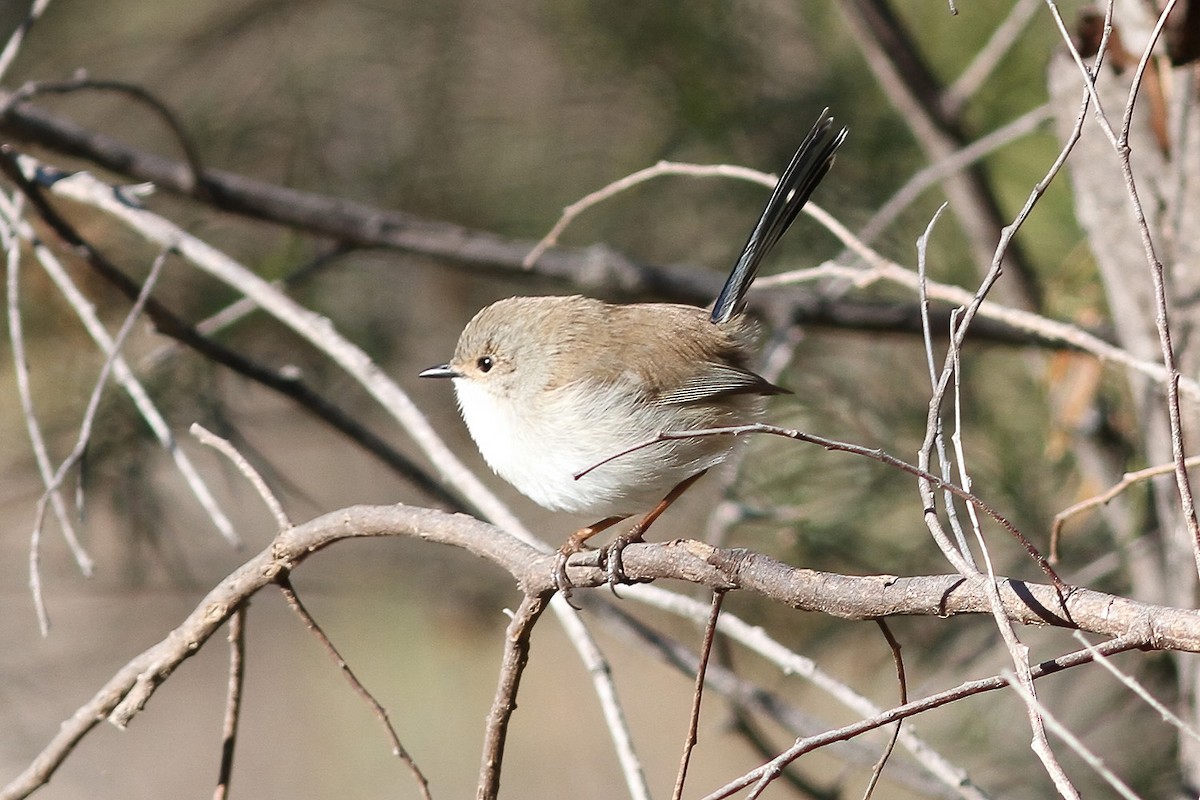 Superb Fairywren - ML607153131