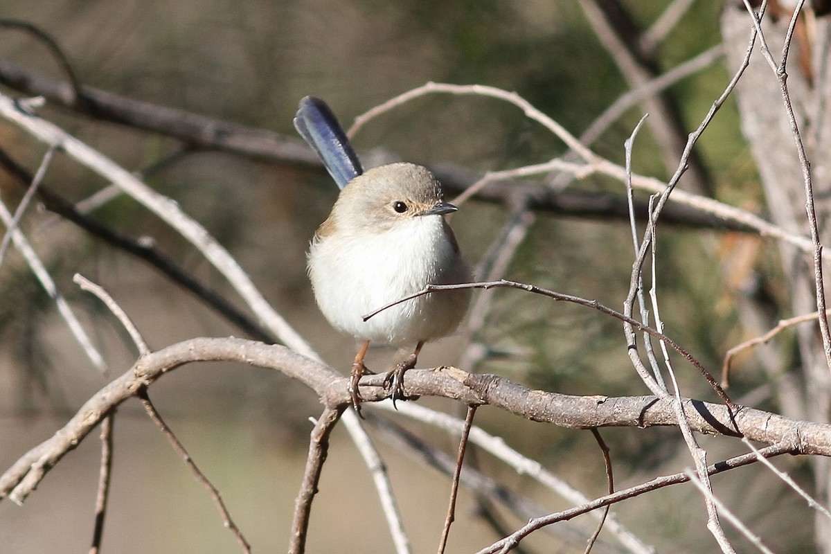 Superb Fairywren - ML607153191