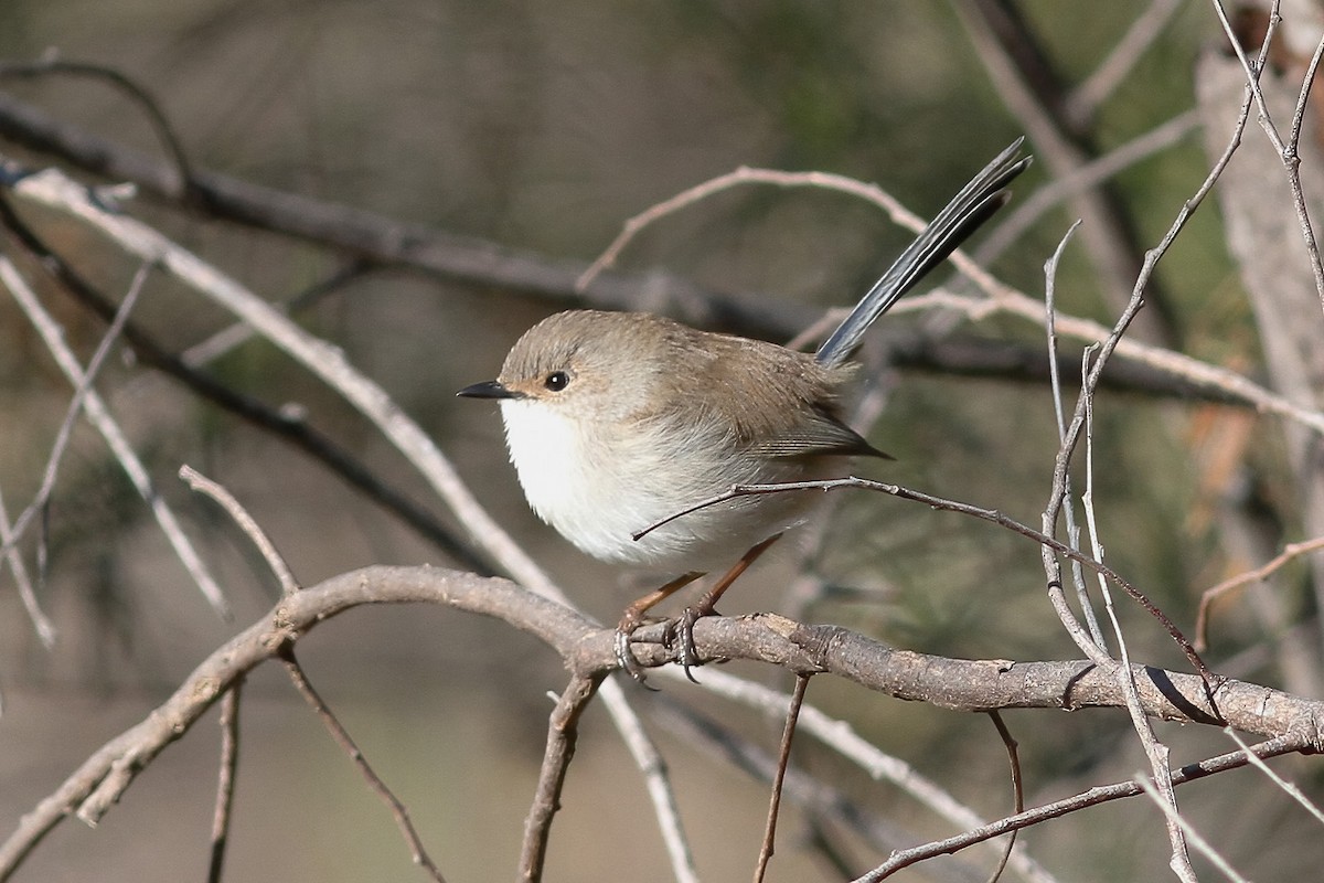 Superb Fairywren - ML607153231