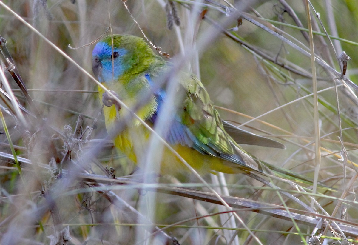 Turquoise Parrot - ML607153271
