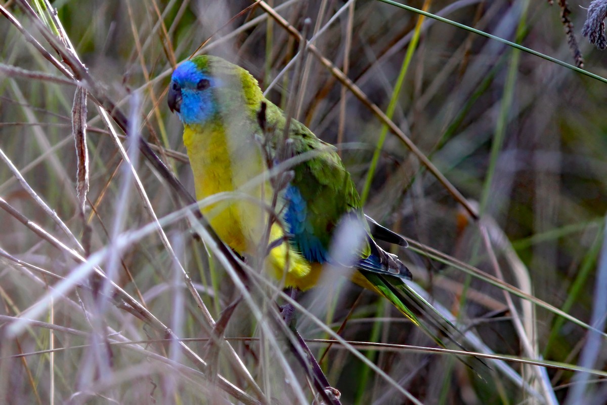 Turquoise Parrot - ML607153411