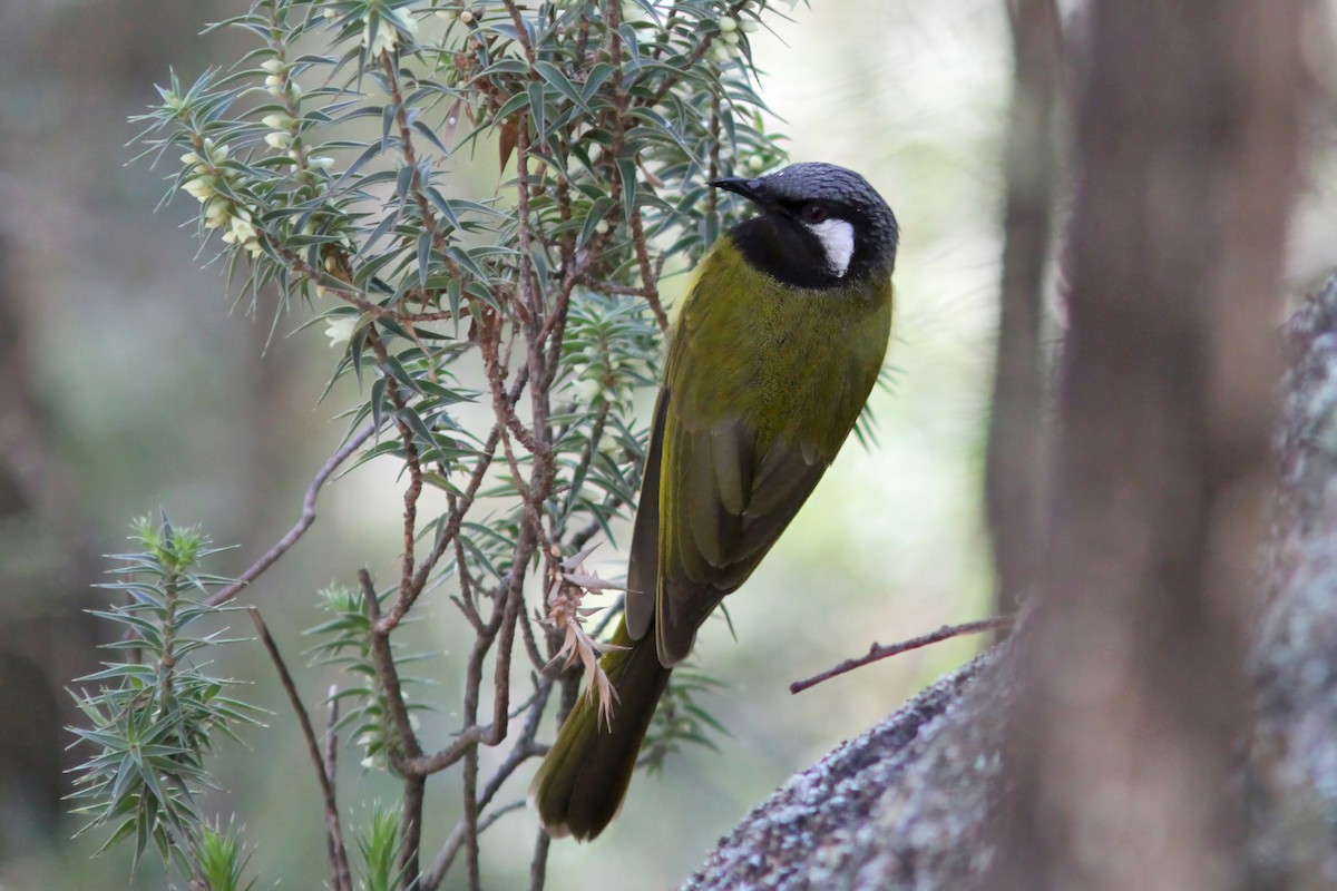 White-eared Honeyeater - ML607153561