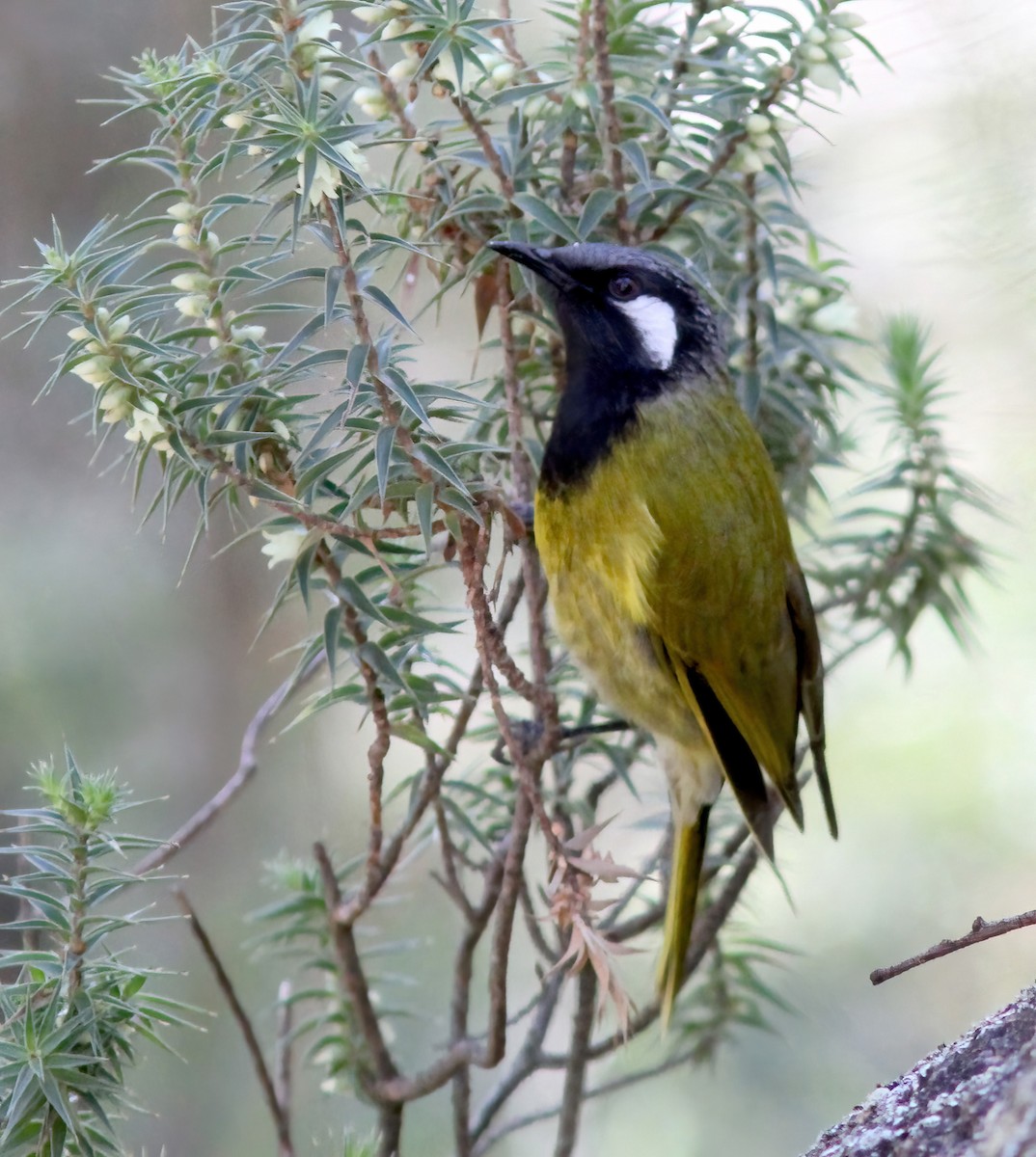 White-eared Honeyeater - ML607153581