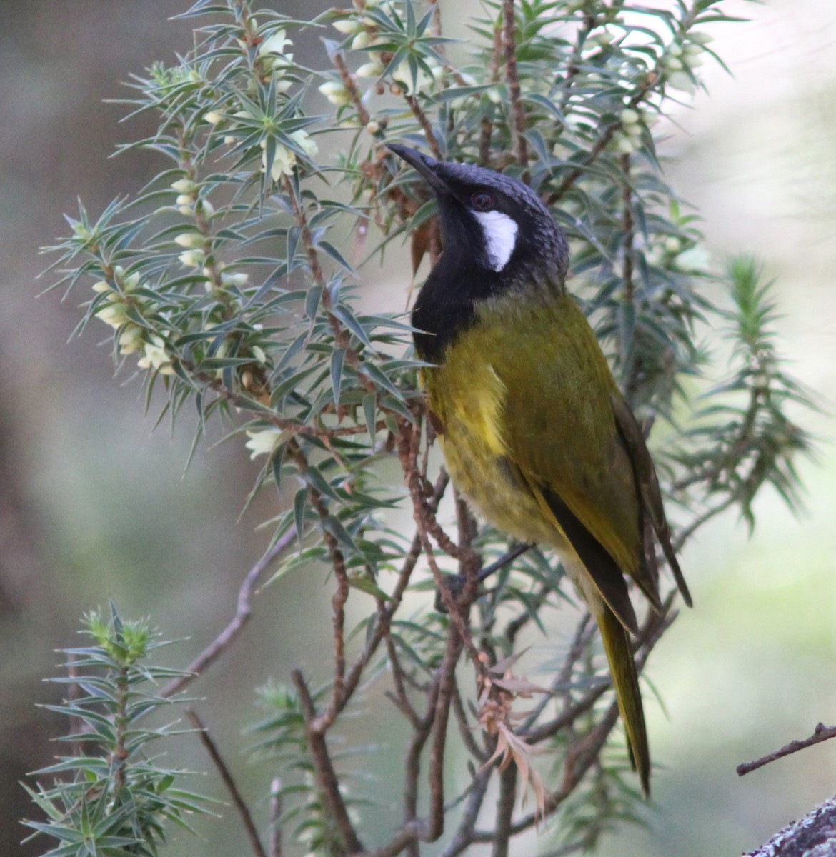 White-eared Honeyeater - ML607153611