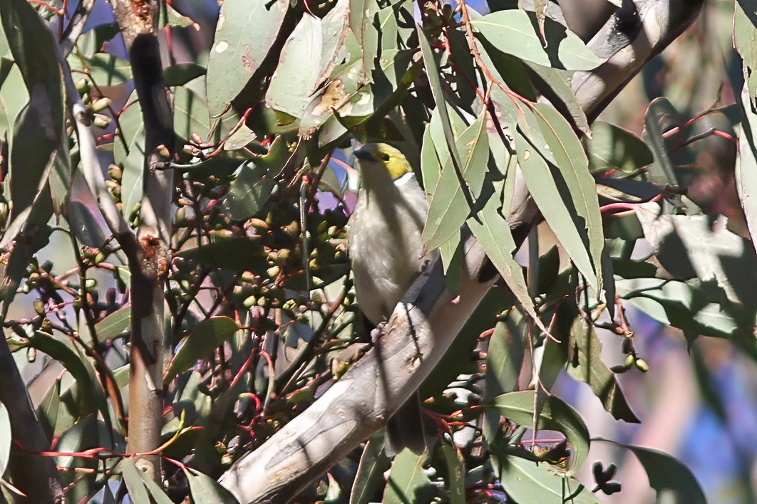 White-plumed Honeyeater - ML607153691