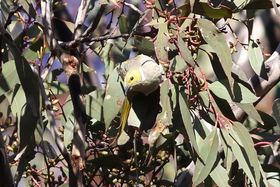 White-plumed Honeyeater - ML607153701
