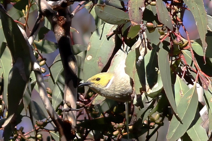 White-plumed Honeyeater - ML607153751
