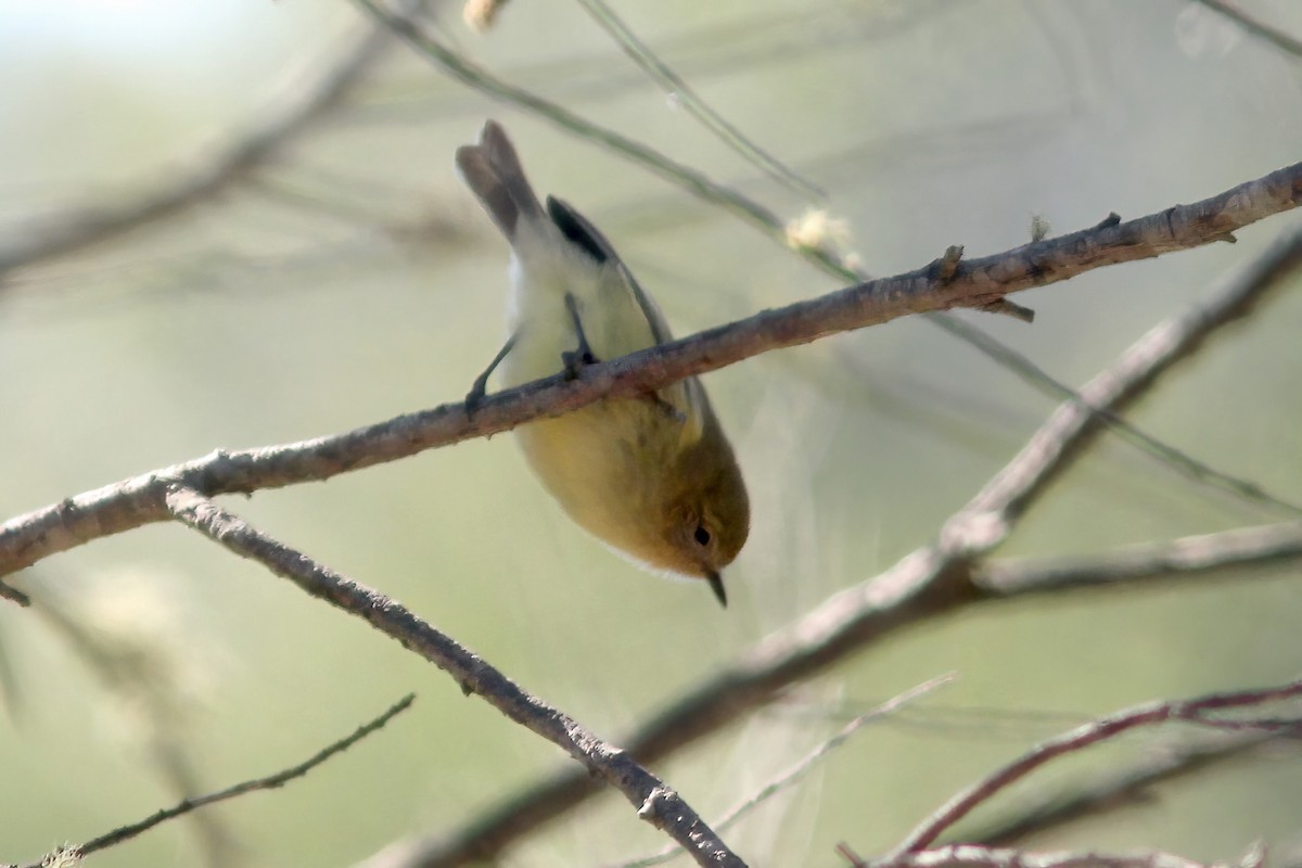 Yellow Thornbill - ML607153811