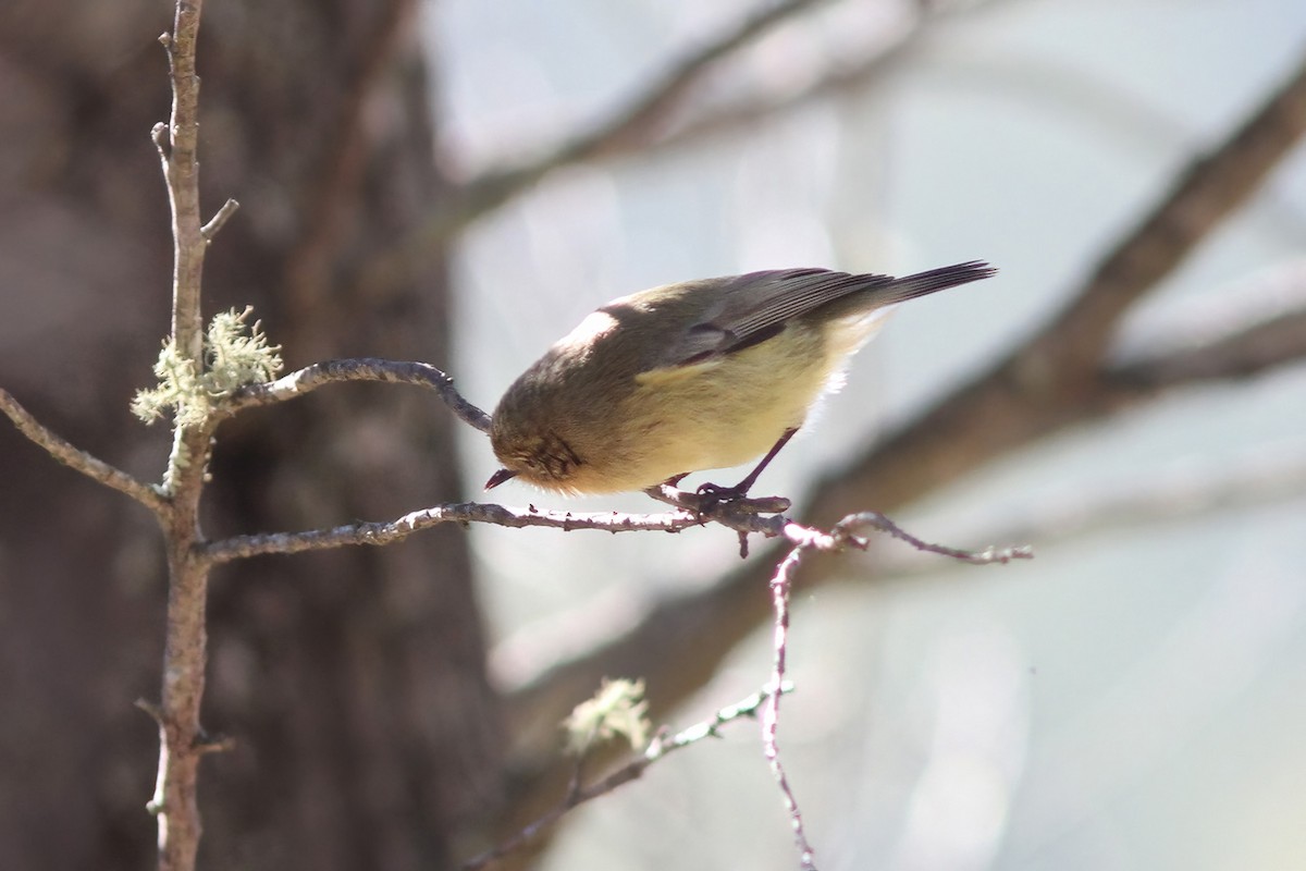 Yellow Thornbill - ML607153841