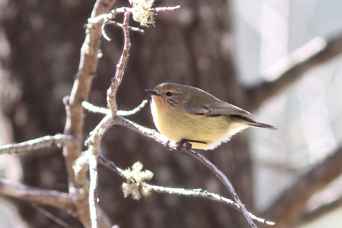 Yellow Thornbill - ML607153871
