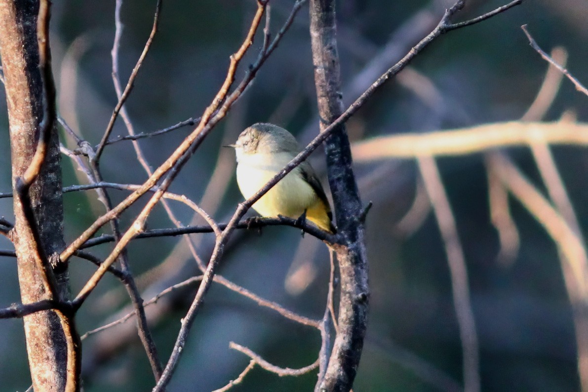Yellow-rumped Thornbill - ML607153961
