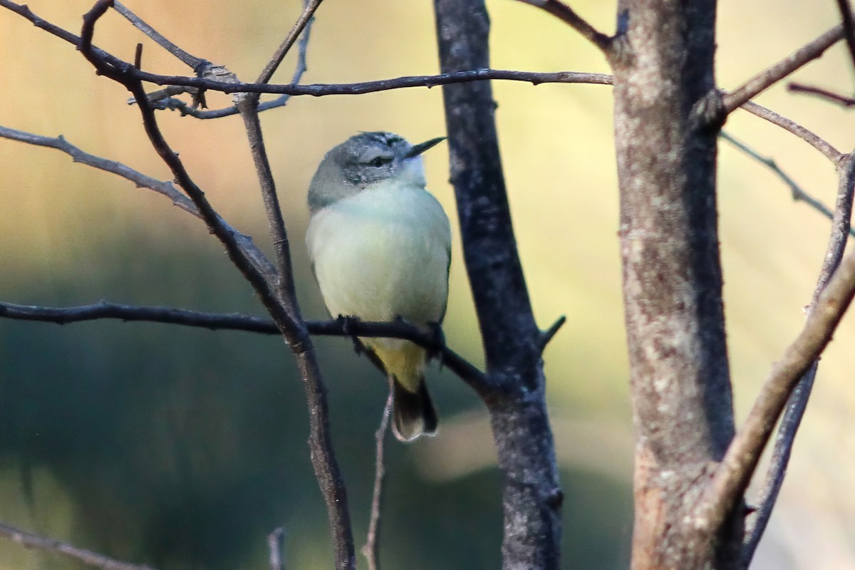 Yellow-rumped Thornbill - ML607153991
