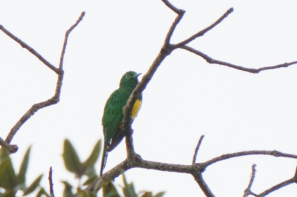 African Emerald Cuckoo - ML607154051