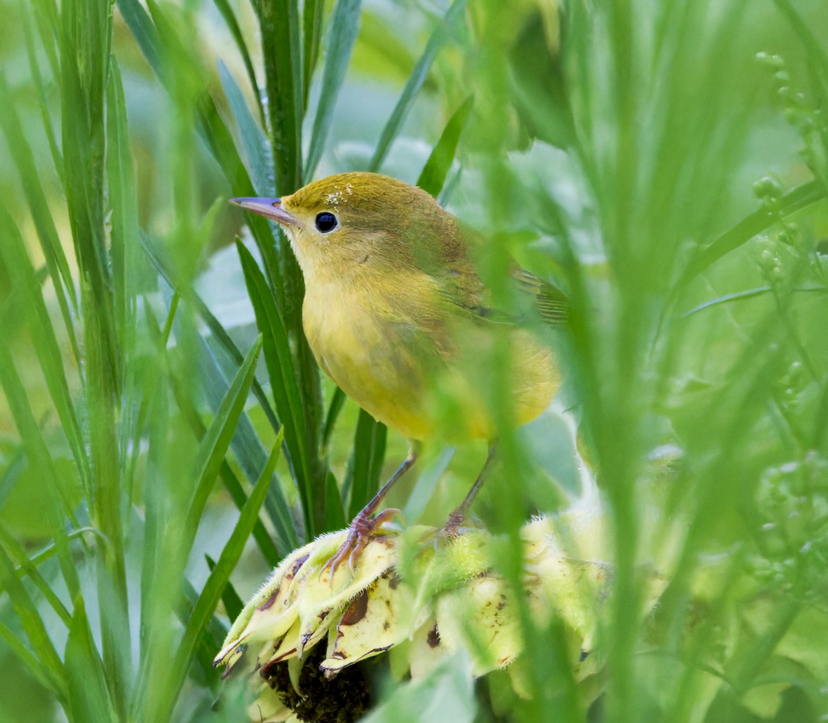 Yellow Warbler - ML607154141