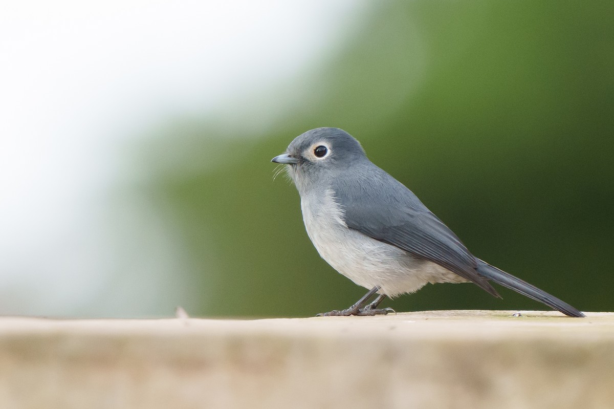 White-eyed Slaty-Flycatcher - ML607154351