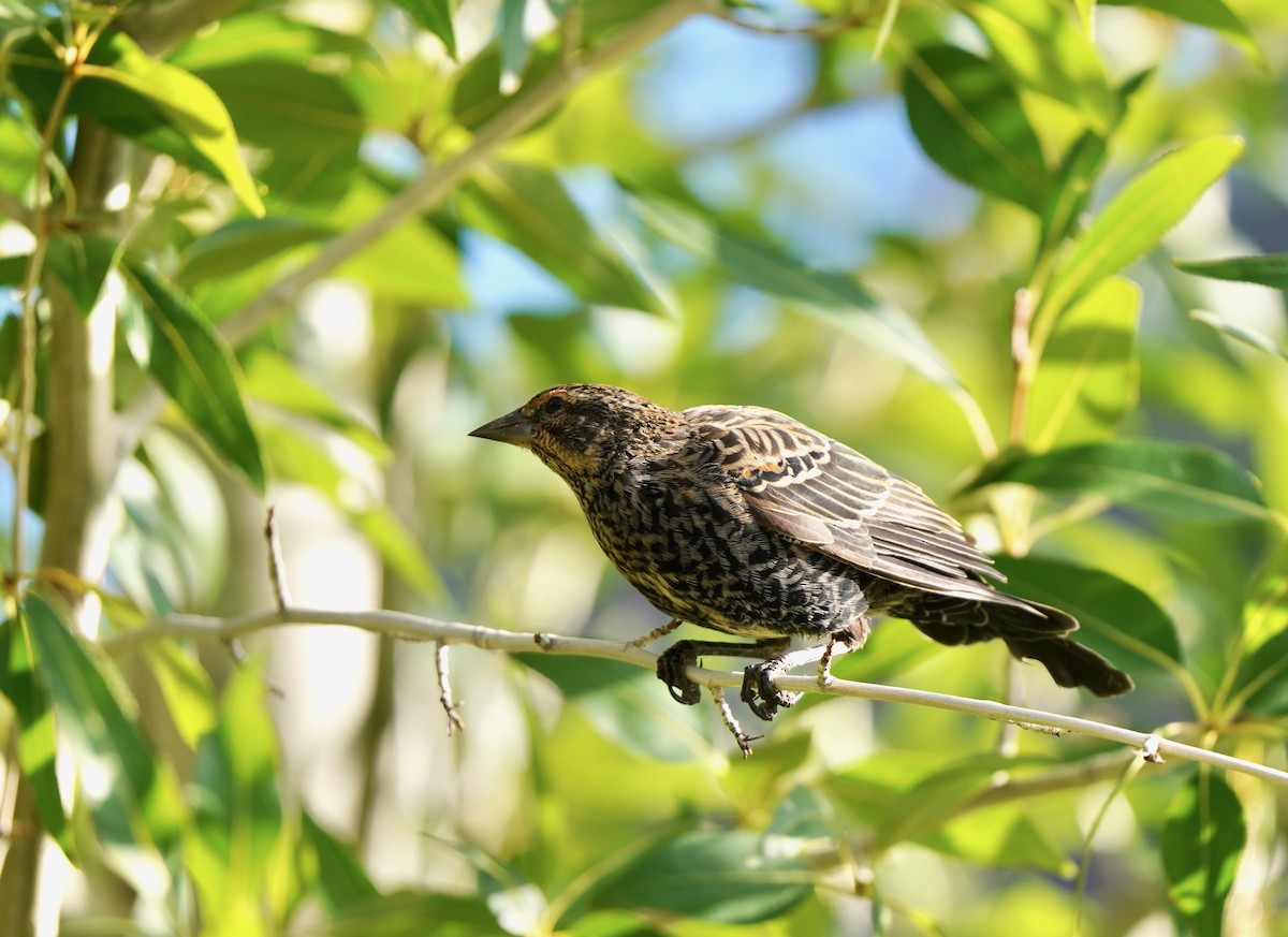 Red-winged Blackbird - ML607154381