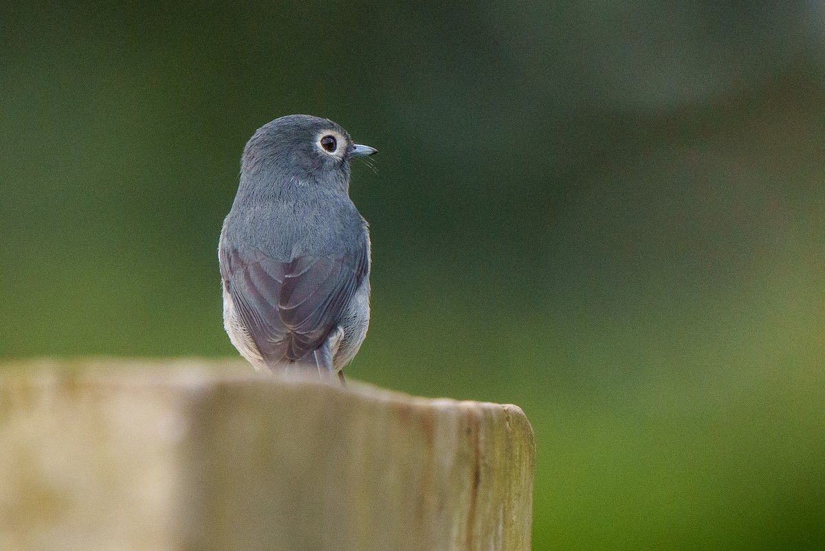 White-eyed Slaty-Flycatcher - ML607154421