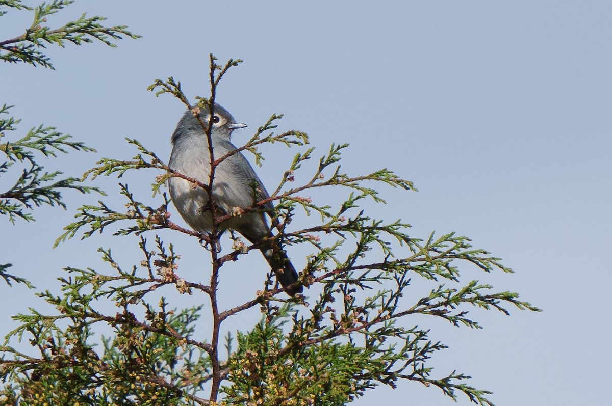 White-eyed Slaty-Flycatcher - ML607154611