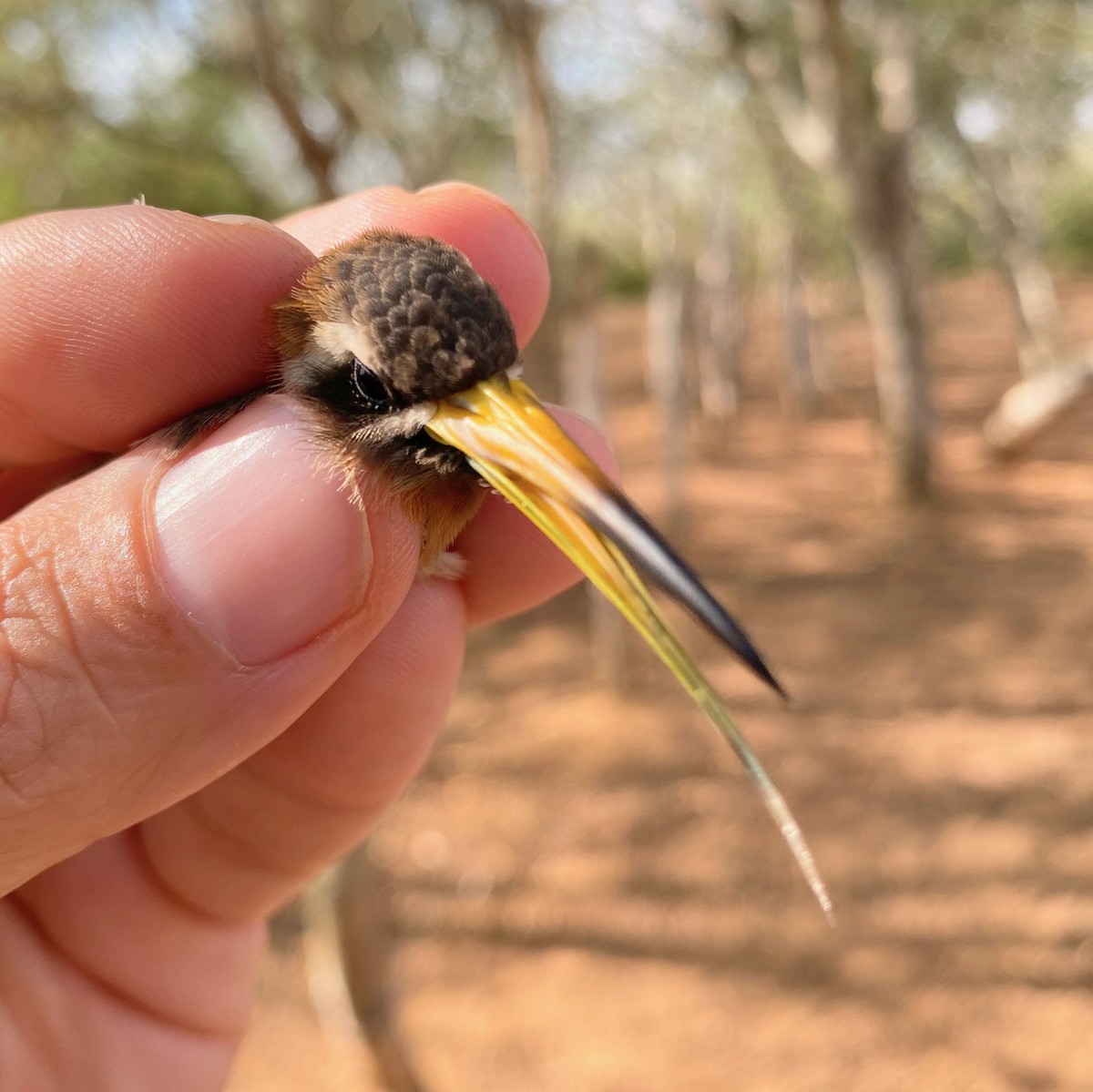 Broad-tipped Hermit - LucianoNicolas Naka