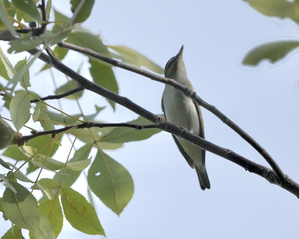 Red-eyed Vireo - ML607155731