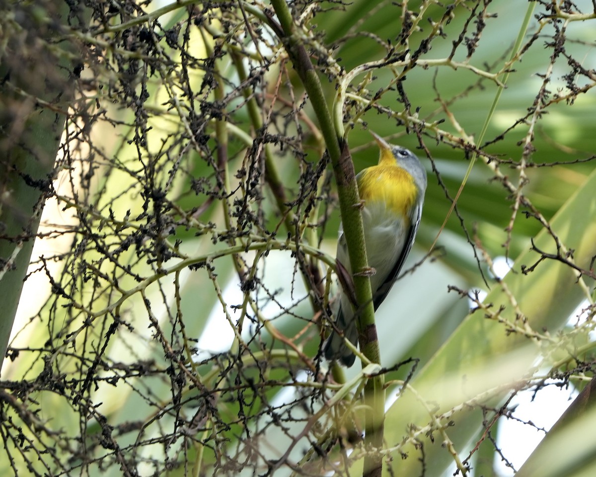 Northern Parula - ML607155921