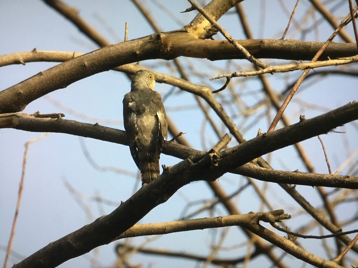 Common Hawk-Cuckoo - Snehes Bhoumik
