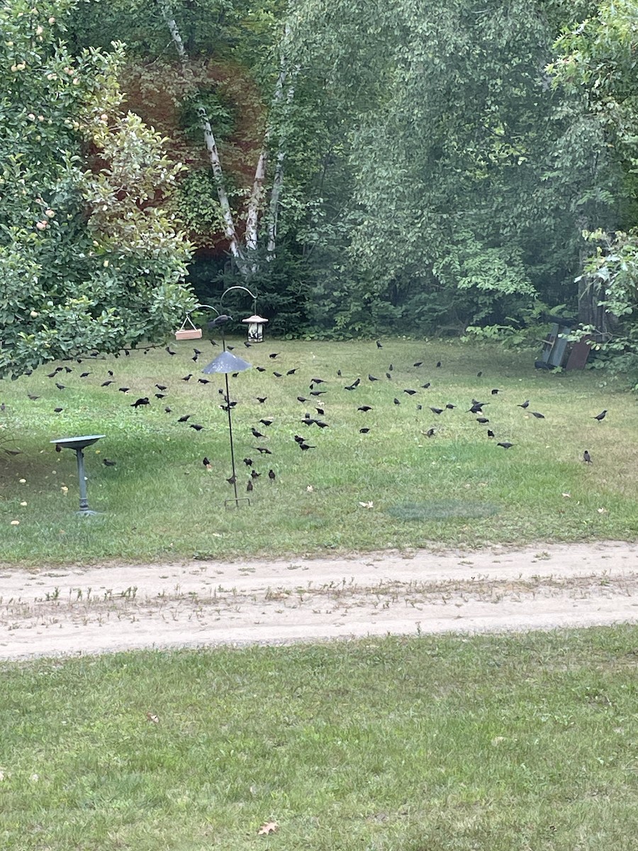 Common Grackle - ML607156301