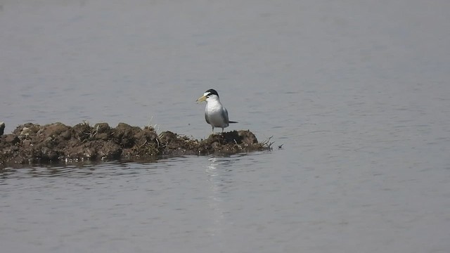 Txenadatxo arrunta - ML607156471