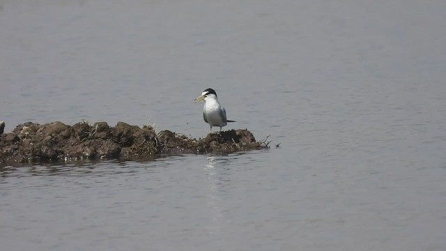 Little Tern - ML607156471