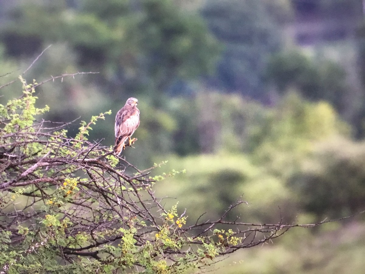 White-eyed Buzzard - Snehes Bhoumik