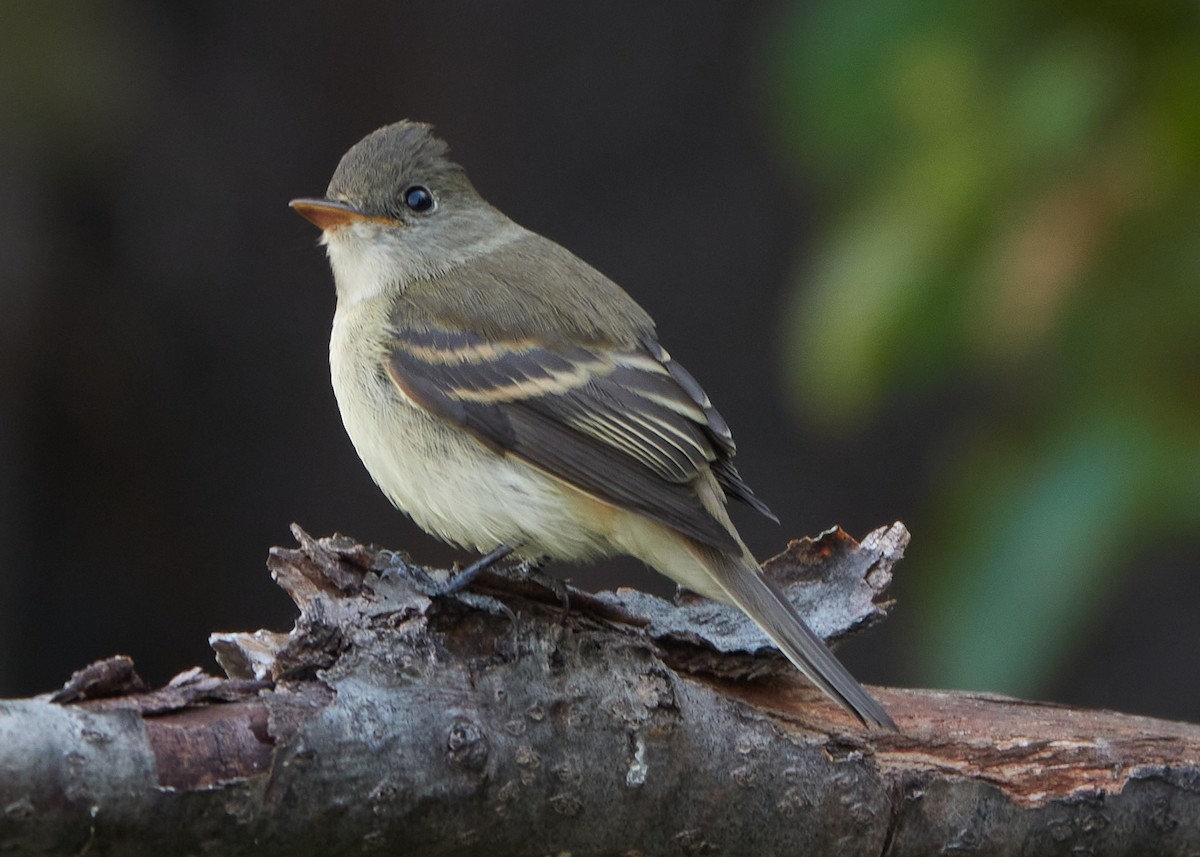 Willow Flycatcher - ML607157071