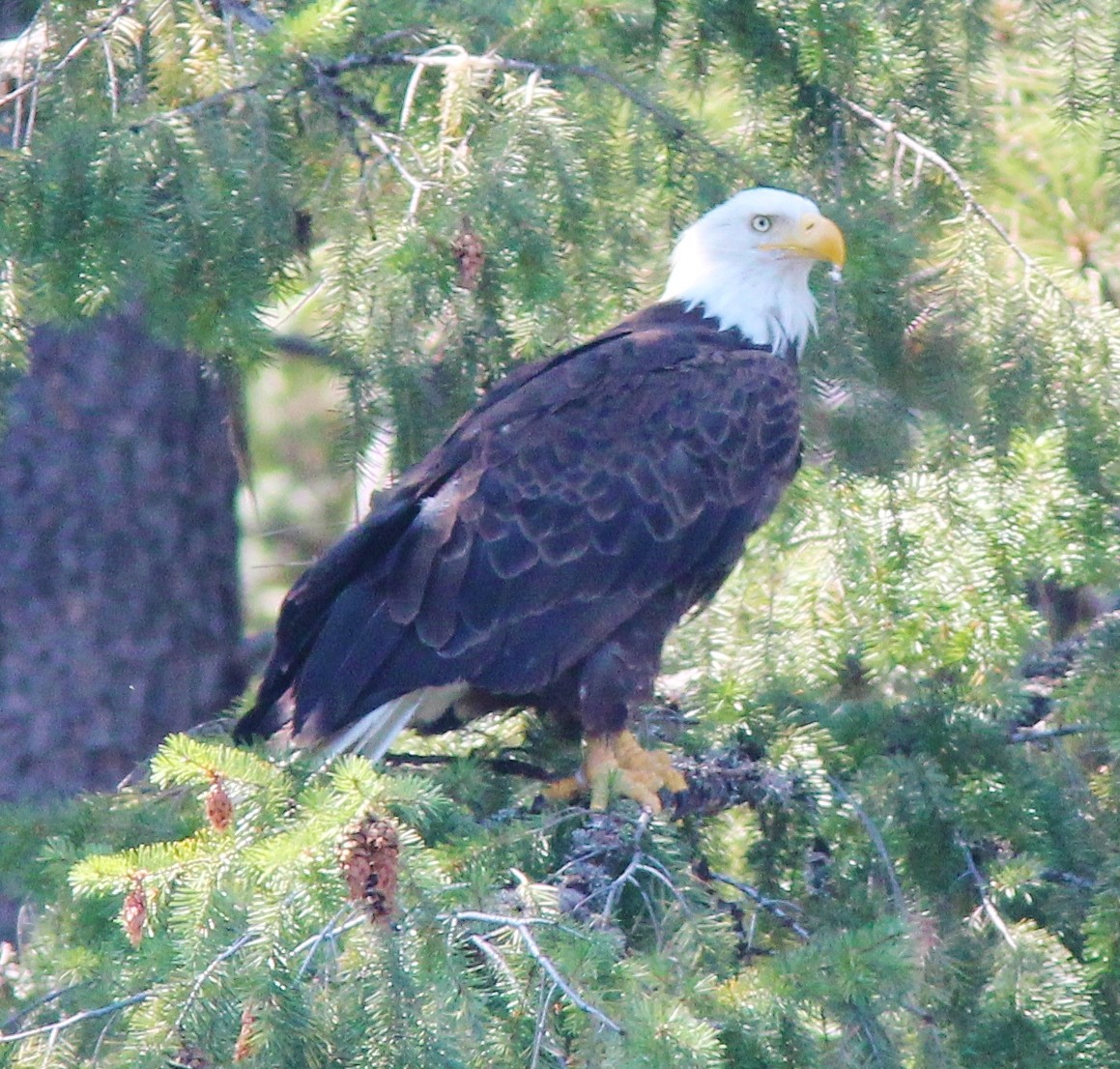 Bald Eagle - Debby Parker