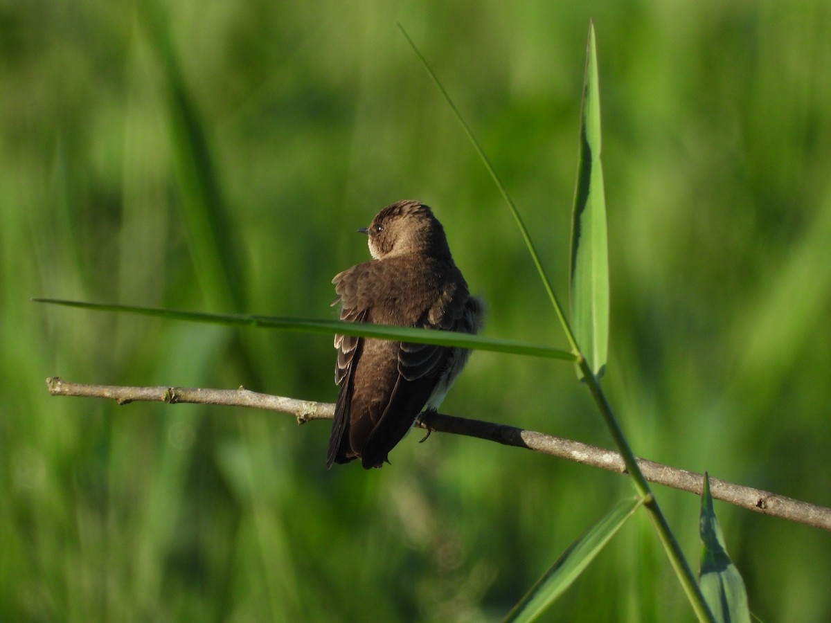 Northern Rough-winged Swallow - ML607157321