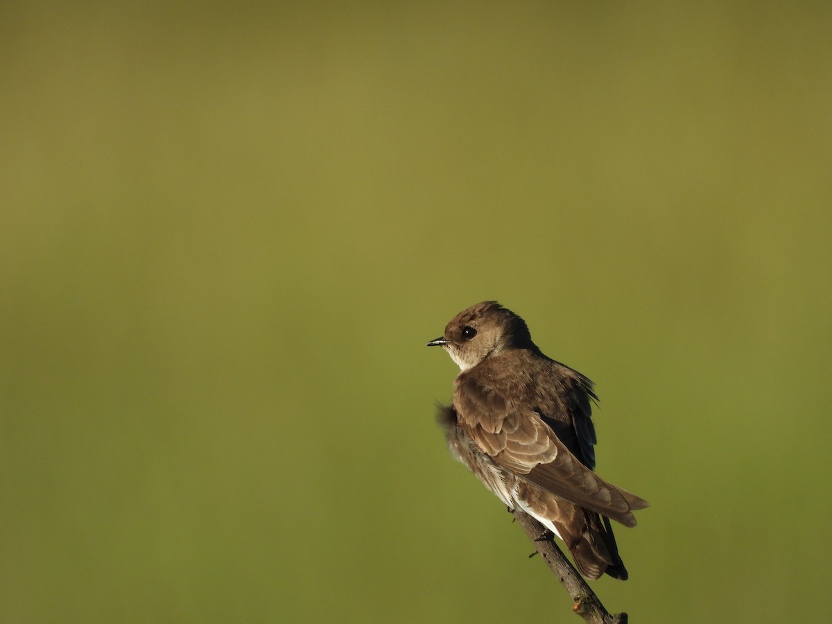 Northern Rough-winged Swallow - ML607157331