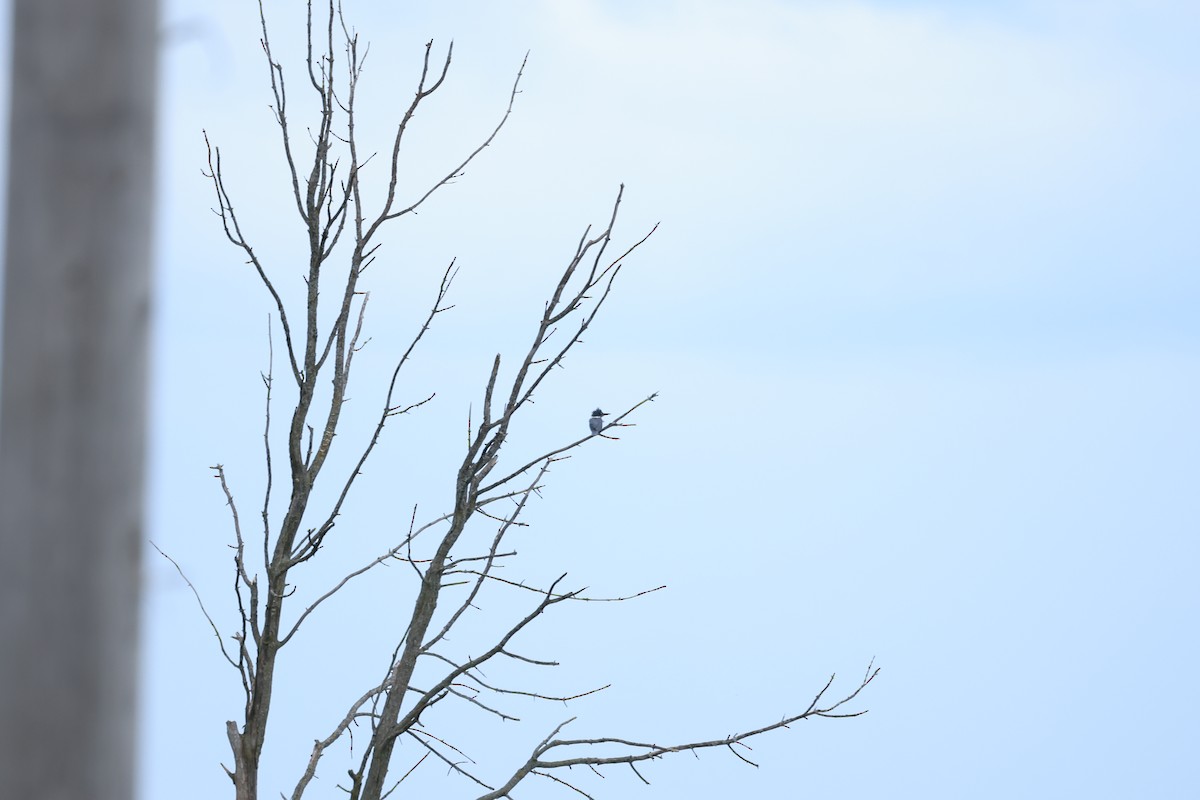 Belted Kingfisher - ML607158451