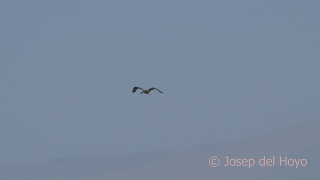 Peruvian Booby - ML607158471