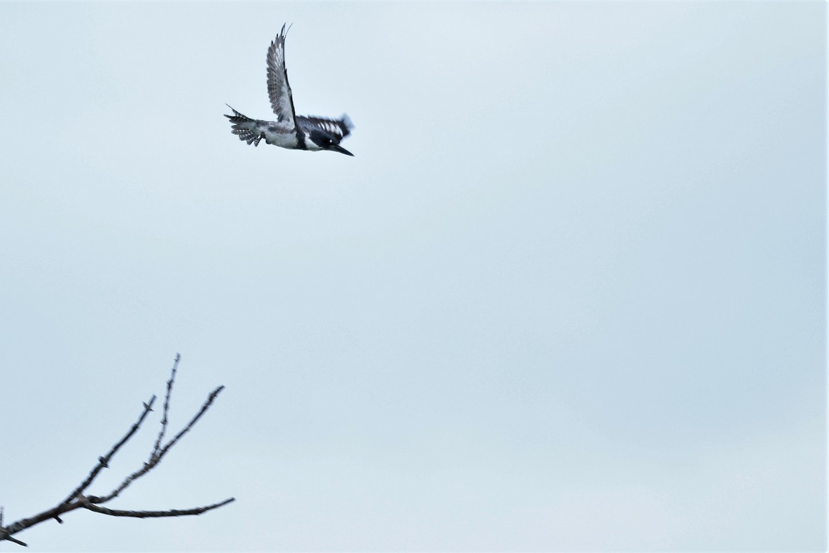 Belted Kingfisher - ML607158531