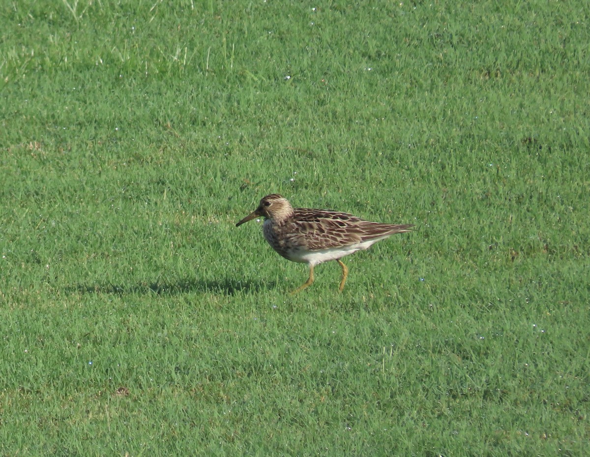 Pectoral Sandpiper - ML607159041