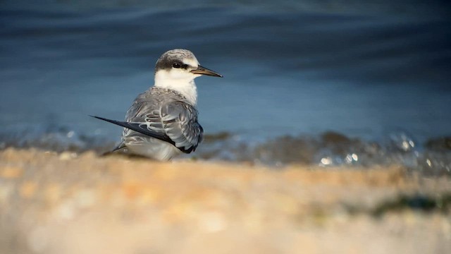 Least Tern - ML607159271