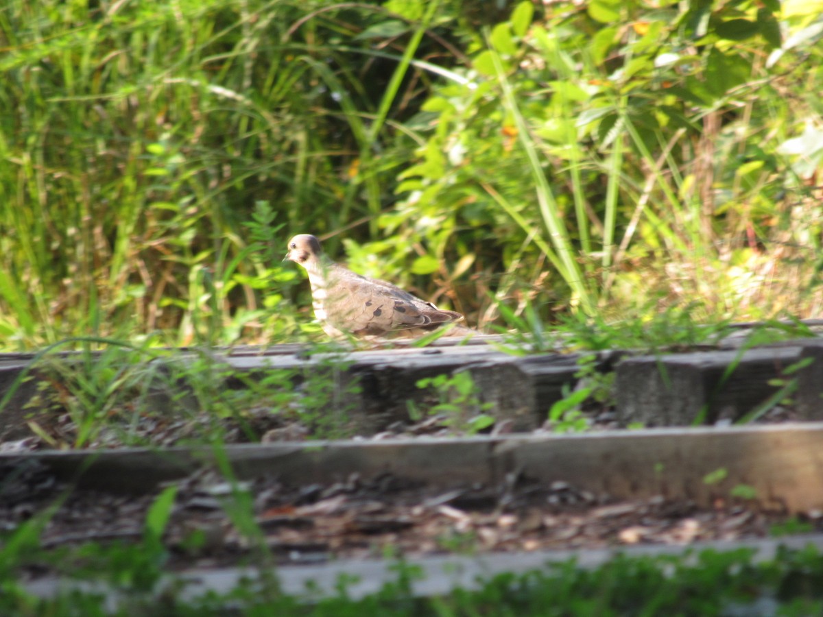 Mourning Dove - ML607159651