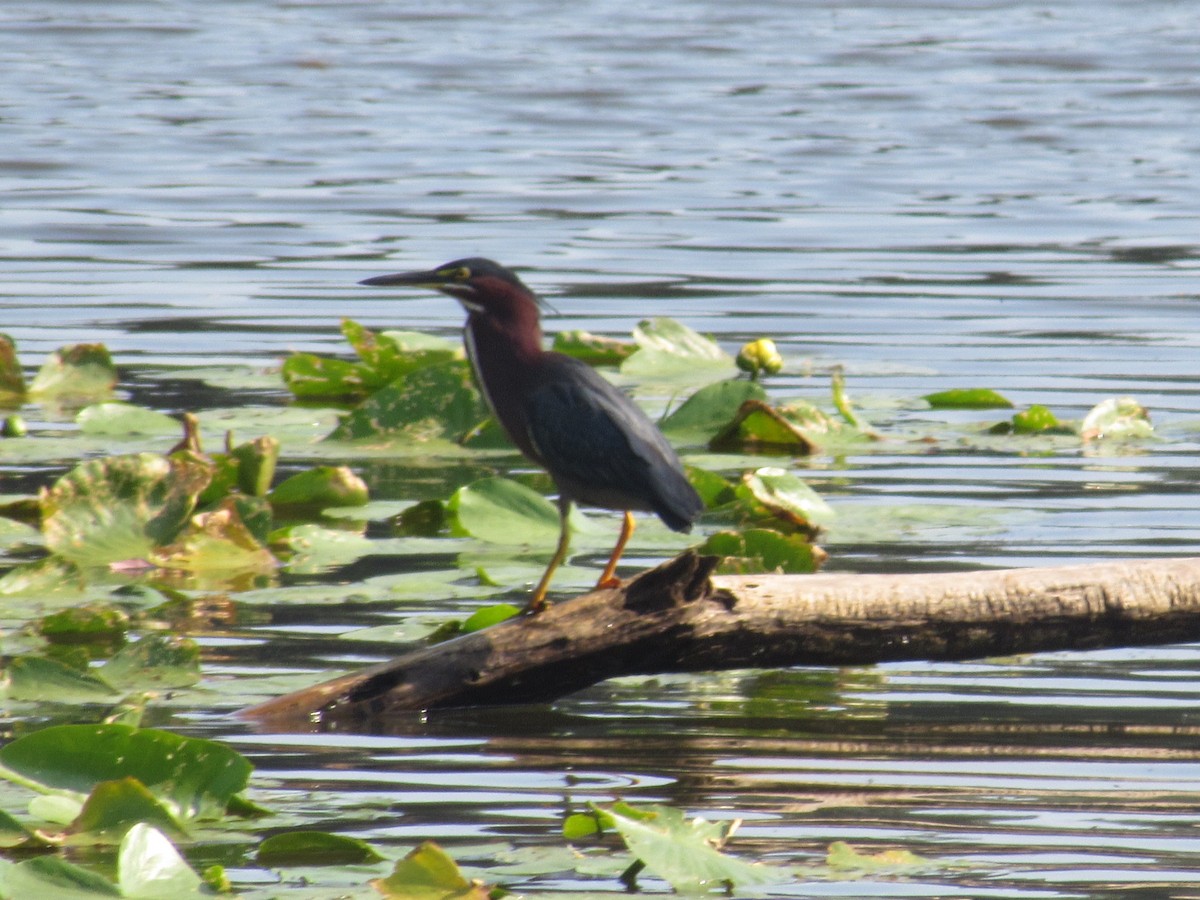 Green Heron - ML607159841