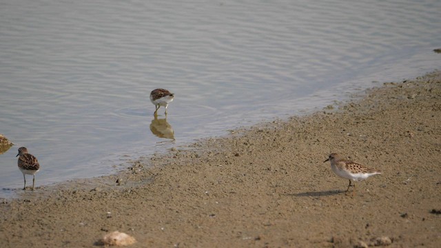 Least Sandpiper - ML607159861