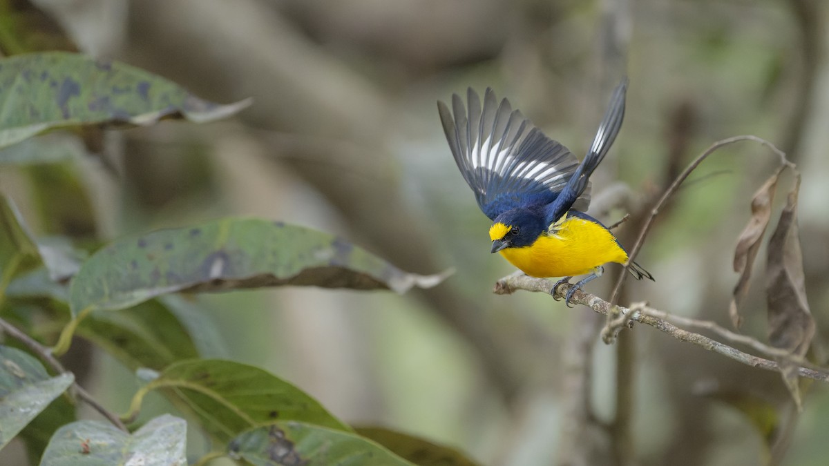 Yellow-throated Euphonia - ML607159891